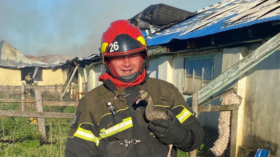 Владимирские пожарные спасли из огня гусей на ферме под Суздалем