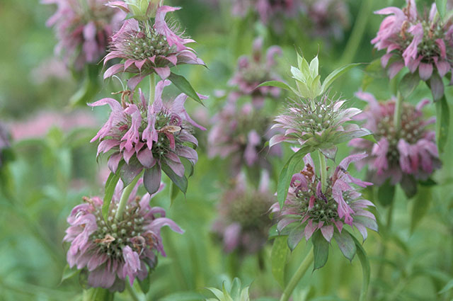 От чабера до лаванды. Какие новые сорта пряных трав появились в этом сезоне От чабера до лаванды. Какие новые сорта пряных трав появились в этом сезоне