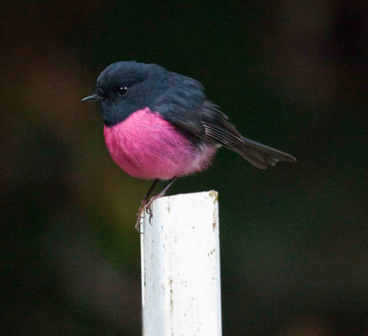Малиновогрудая петроика - маленькая австралийская птичка