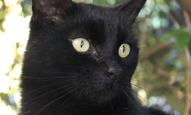 Люди взяли домой серого котенка с улицы, а когда в один из дней зашли на кухню, их встретил полностью черный кот Кэтрин, которые, время, котенка, смена, ветеринара, словам, созданием, уникальным, является, редко, крайне, встречается, кошек, окраса, Специалист, объяснил, явление, ветеринару, отвезла
