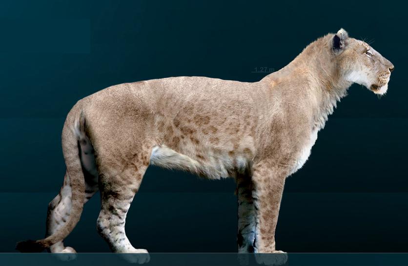 Panthera Atrox американский Лев