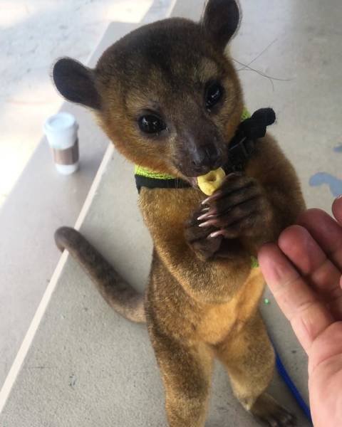 Не все в качестве домашних питомцев держат кошек и собак 