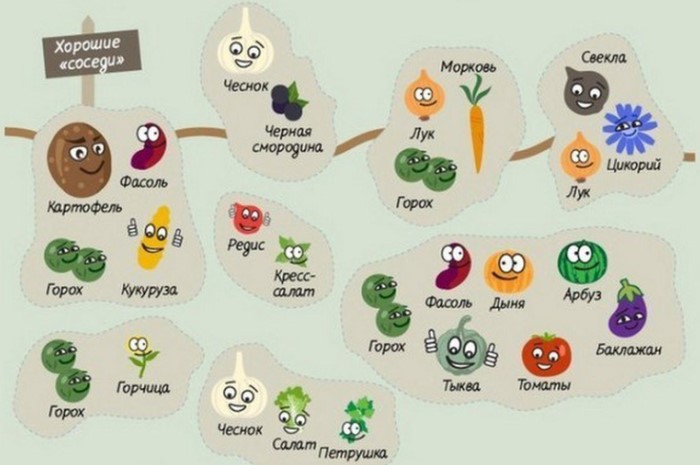 Почему картофель нельзя сажать с томатами, а огурцы - с баклажанами