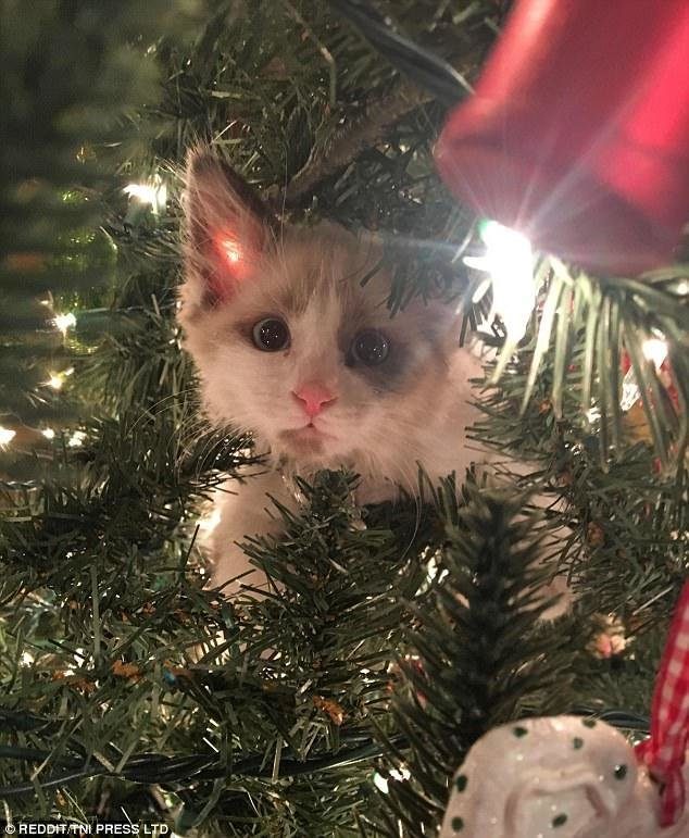 Новогодние котейки