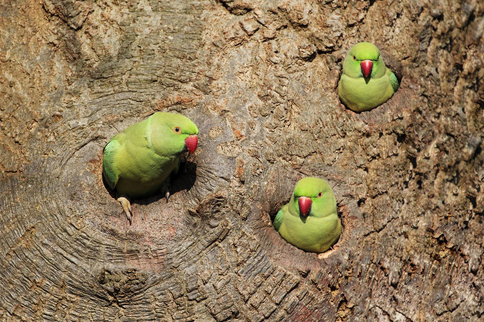 Попугаи выглядывают из дупел на дереве в Ричмонде, Англия.