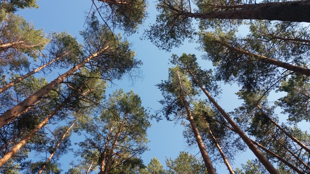 Пока леса. Лес Всеволожск. Полигон Лесная Подмосковье. Лес Приморья. Копейск окружен лесами\.