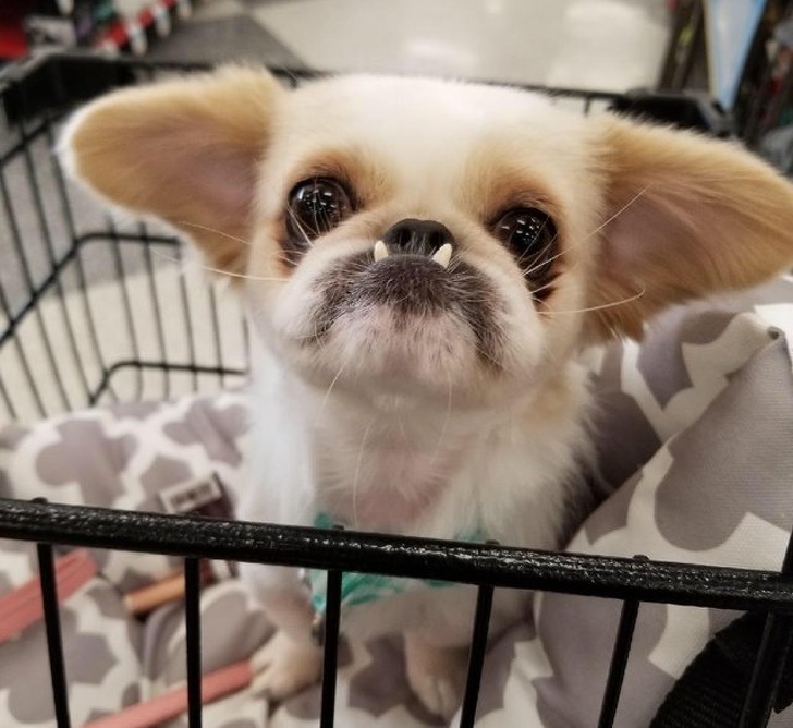 14 фотографий, которые могут заставить вас забыть о повседневных проблемах 14 фотографий, которые могут заставить вас забыть о повседневных проблемах позитив