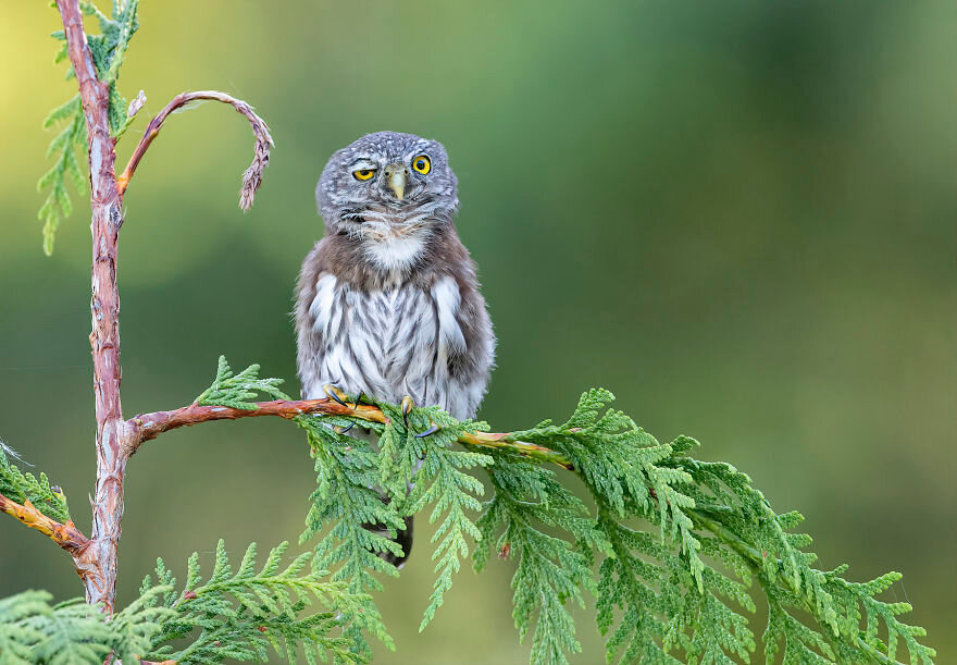  Энтони Буччи / Comedy Wildlife Photo Awards 2020