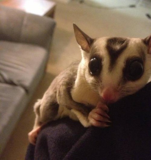 Не все в качестве домашних питомцев держат кошек и собак 