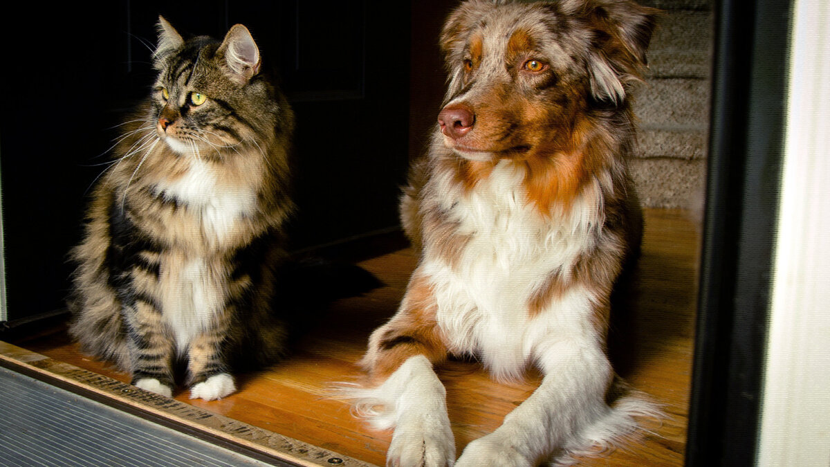 Дом разбитых сердец