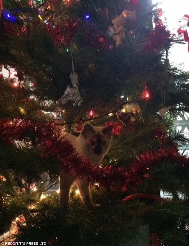 Новогодние котейки
