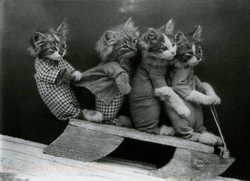 Фотографии котов, которые удивляют публику не одно столетие! животные,кошки,фотография