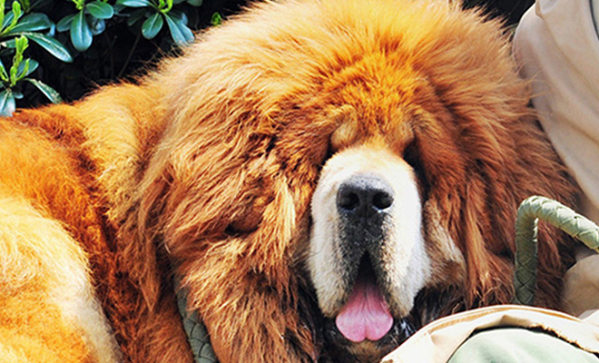 В Китае собаку продали дороже цены элитного особняка. Как выглядит мастиф за два миллиона долларов - похожая новость на Toplenta