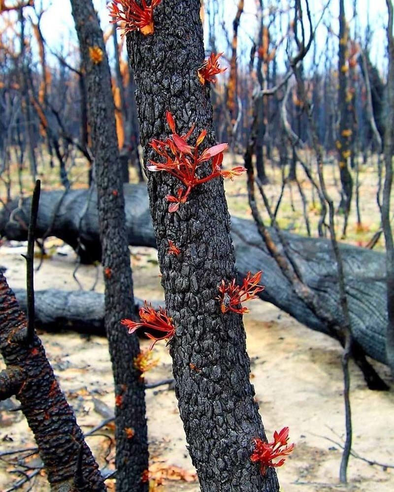 Как природа Австралии пытается оправиться после разрушительных пожаров