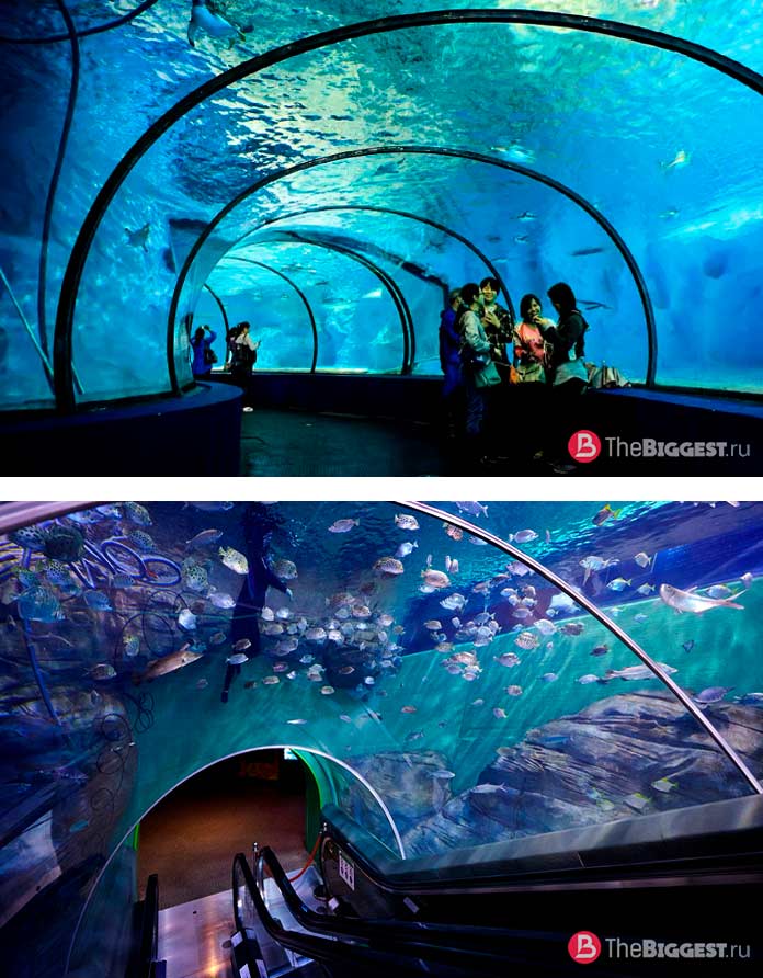 Самые большие на планете: Шанхайский океанариум