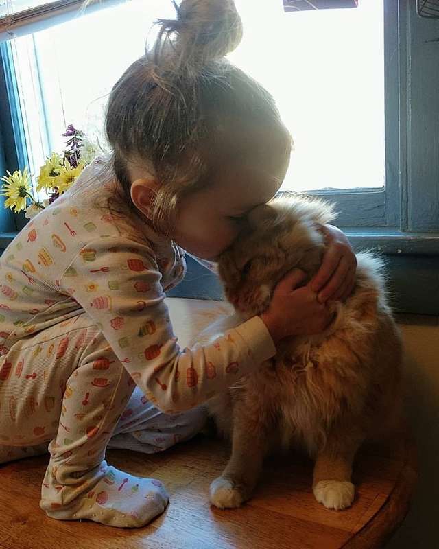 кот застрял девочка и кот