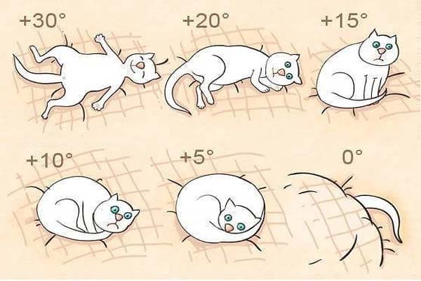 Коты и мистика. 7 интересных фактов о кошках загадки