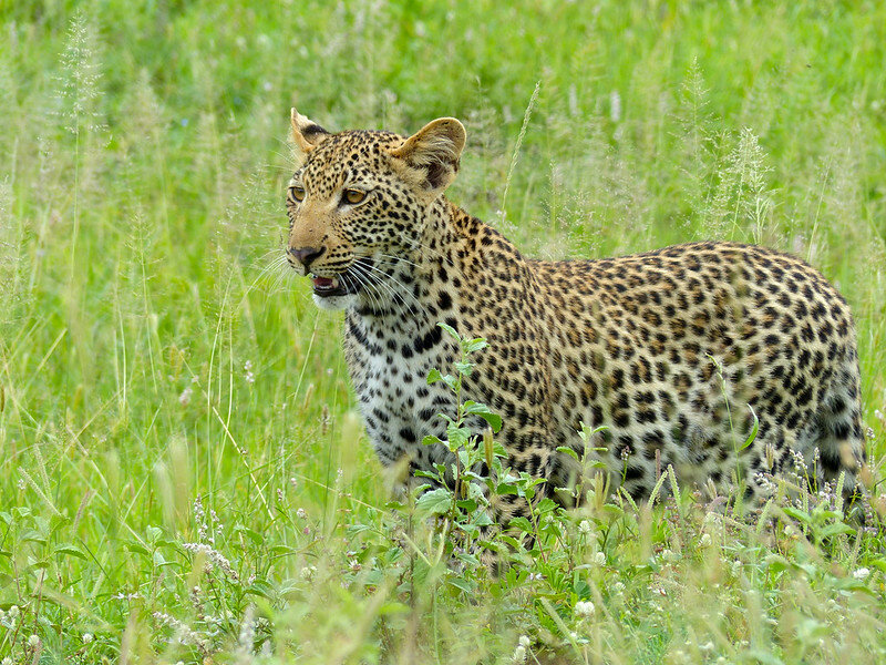 Леопард. Фото Bernard DUPONT (flickr.com)