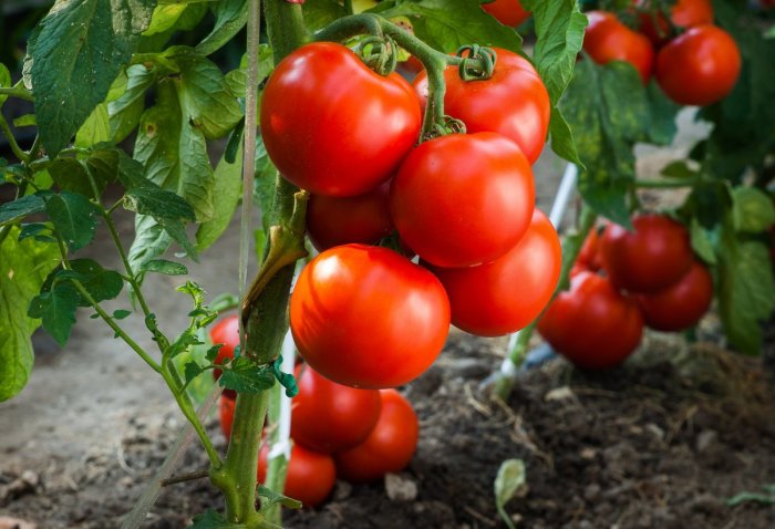 Садим помидоры. / Фото: vasha-teplitsa.ru.