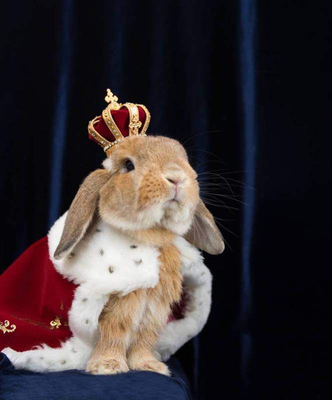 Пуи Пуи — самый стильный кролик в мире