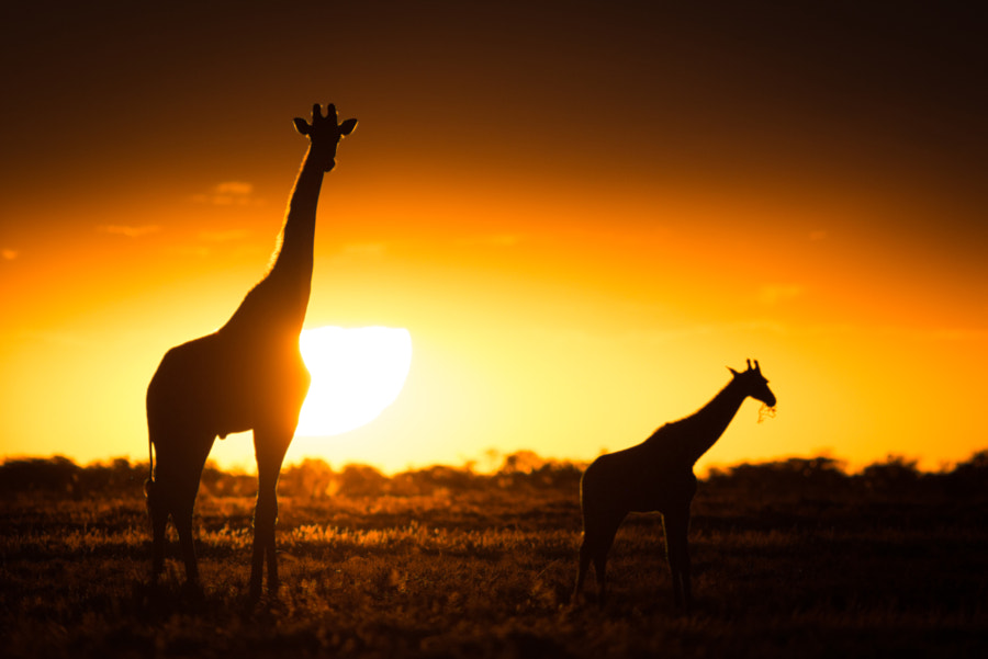 Dinner for one - Mama cares by Andreas Saladin on 500px.com