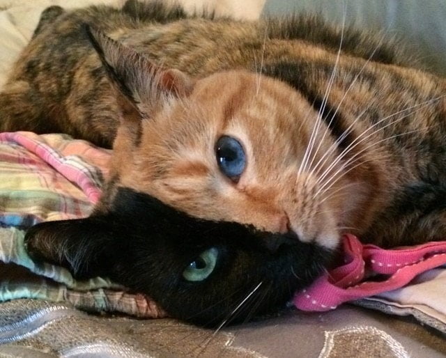Без кота и жизнь не та