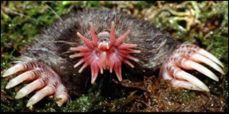 25 самых необычных животных в мире (25 фото)