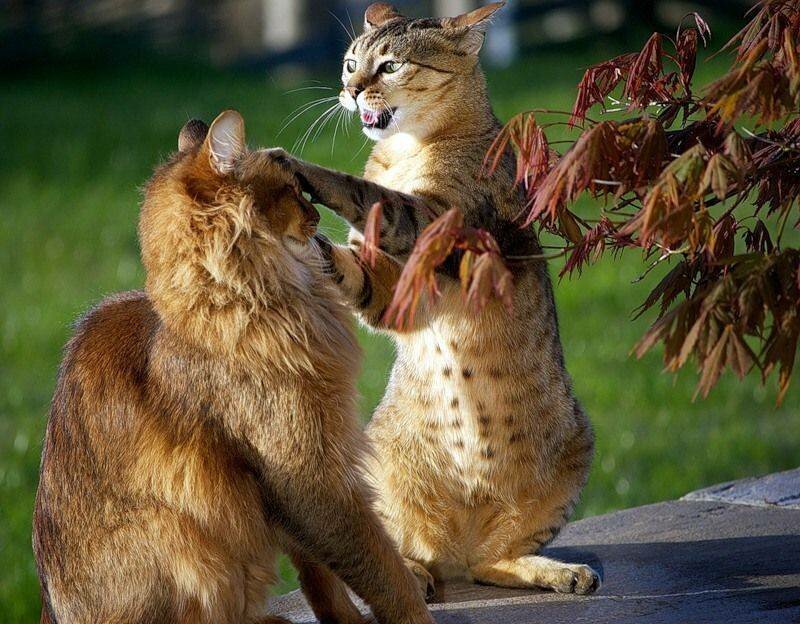 Как кошка с кошкой коты, подборка, разборка