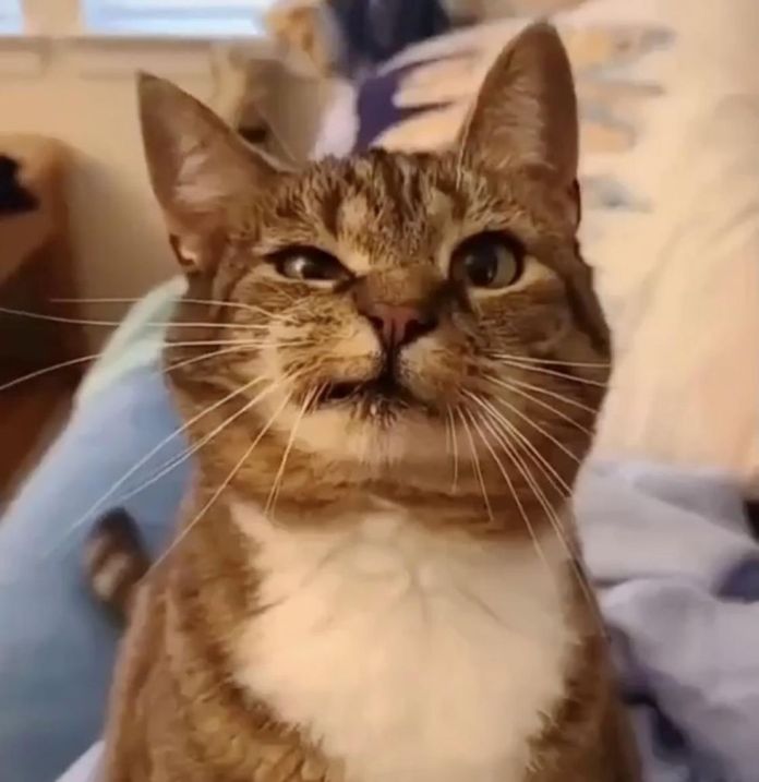 Без кота и жизнь не та