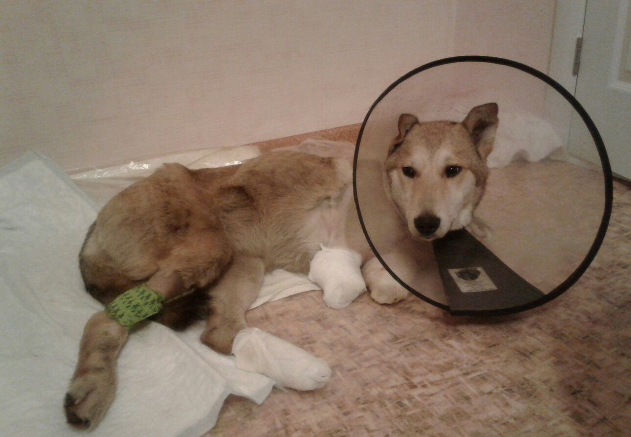После операции на лапу собаку