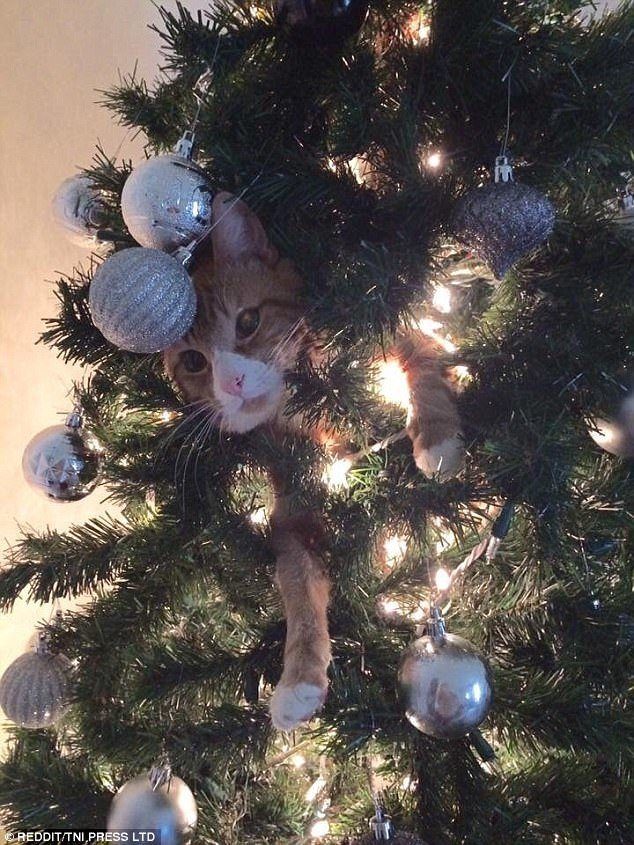 Новогодние котейки