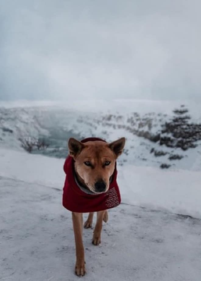 Собака в одежде