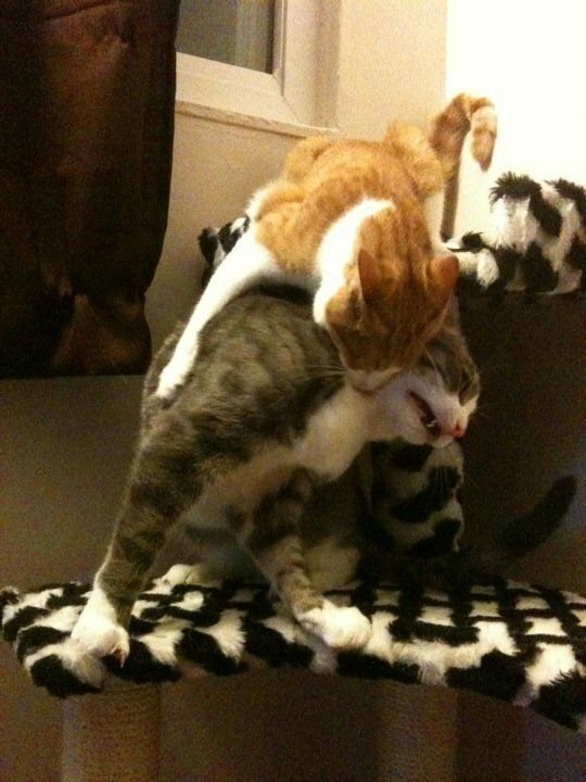 Как кошка с кошкой коты, подборка, разборка