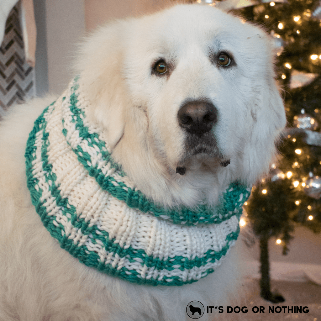 It's cold outside, and what better way to keep warm than chunky scarves that you can match to your dog? Enter to win a custom scarf from Johnny Knitsville on It's Dog or Nothing!