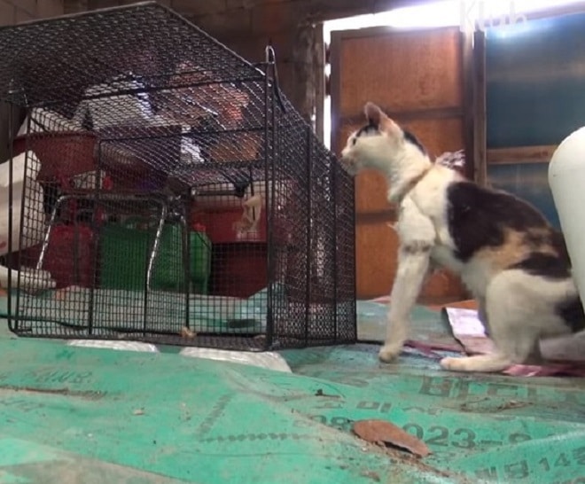 Пустая клетка