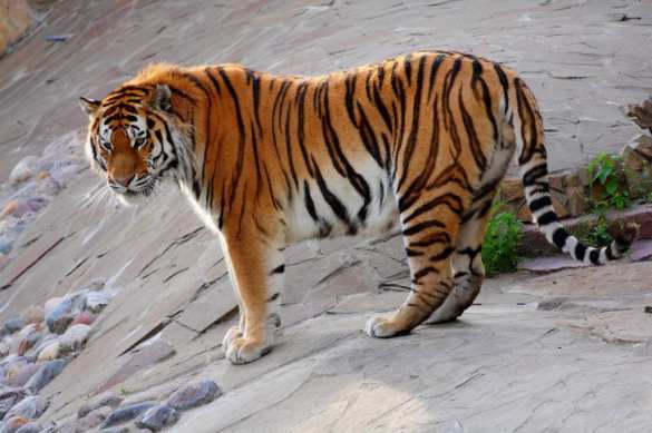 Знаменитый тигр Амур строит семейное счастье с тигрицей Уссури (ВИДЕО) | Русская весна