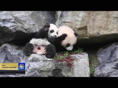 Панды-близнецы впервые прогулялись на свежем воздухе в зоопарке Брюжлет