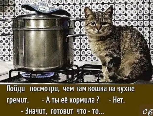 Зачем тебя кормить. Кошка на кухне гремит. Кошка на кухне. Покорми кота. Греметь посудой.