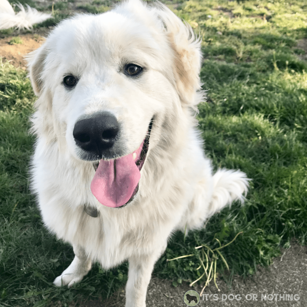Muzzle training isn't for "bad" dogs. Every dog, even the most social, easy-going dogs, can benefit from muzzle training. Here's how to choose a muzzle a simple way to acclimate your dog.
