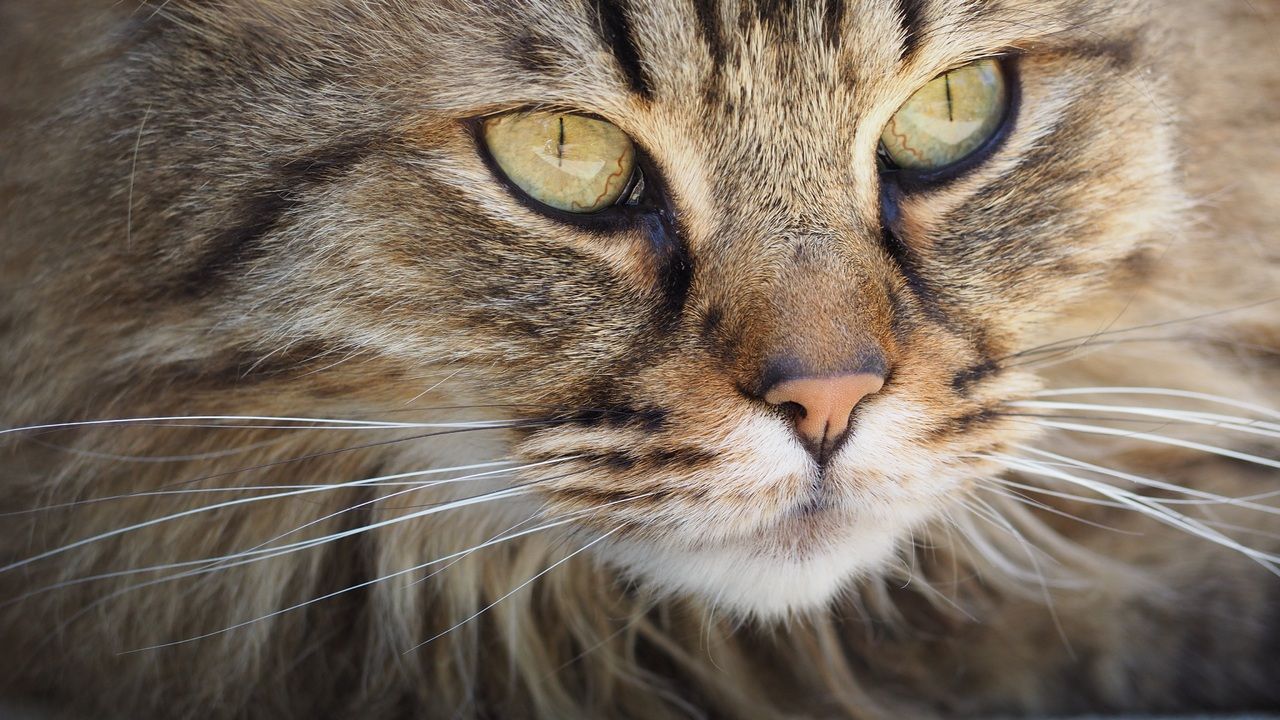 В Карелии домашний кот загрыз гадюку ради спасения хозяев Происшествия