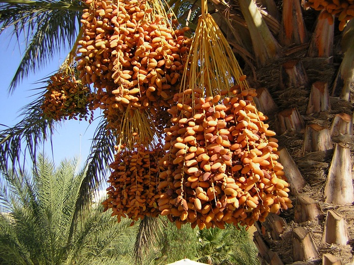 Это съедобный плод финиковой пальмы.