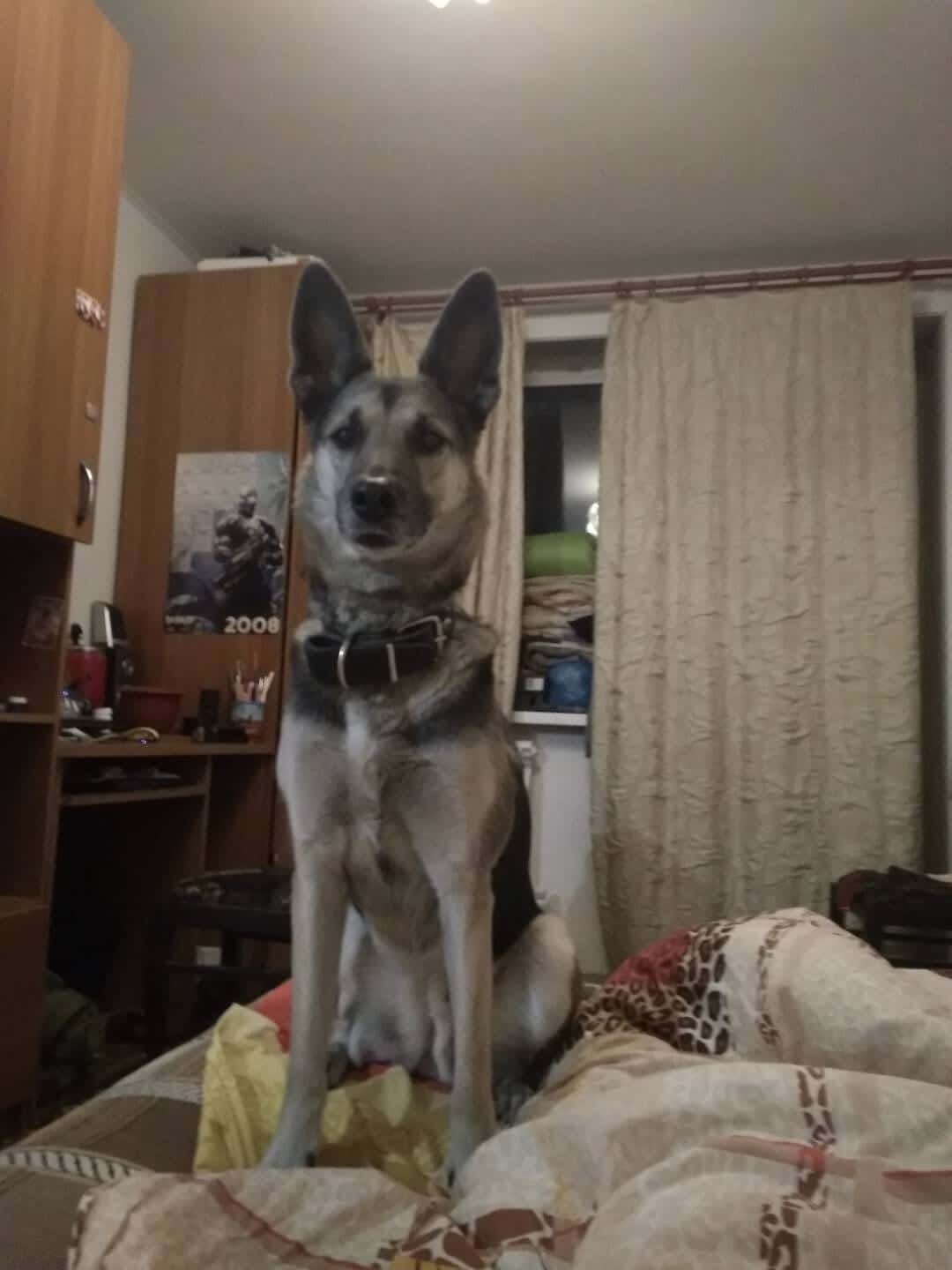 собака на кровати