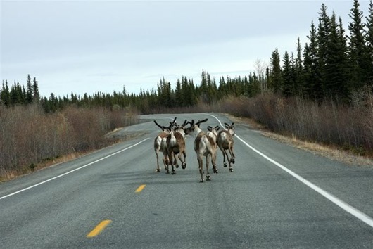 Занимательная Аляска Занимательная Аляска