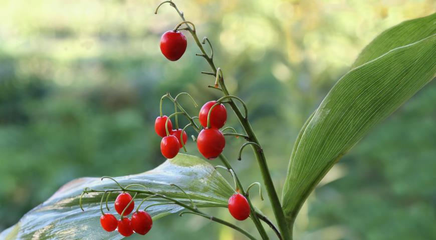 Осенние ядовитые и несъедобные ягоды, топ-15 красивых и опасных растений г,Москва [1405113], опасный, осенние ягоды, отравление,садоводство,ядовитый