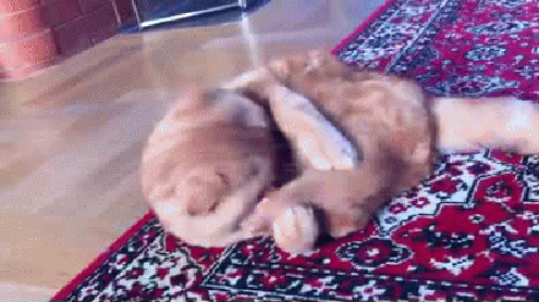 Веселые и прикольные гифки из сети Веселые и прикольные гифки из сети