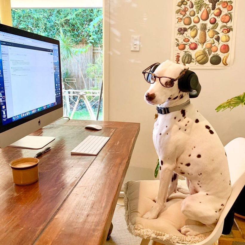 Фото собак, «работающих из дома», покоряют сеть 