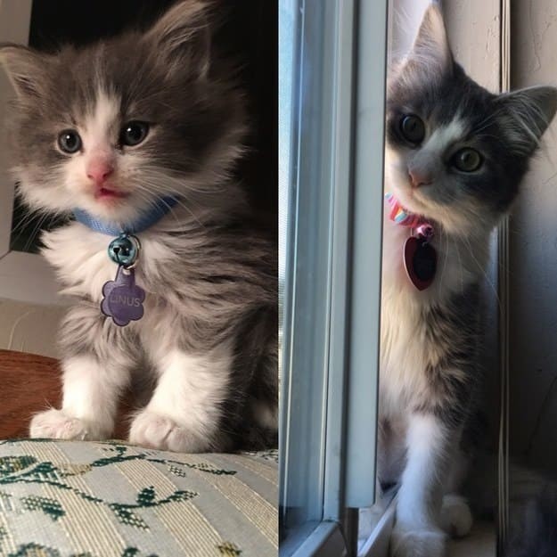 Когда я был котёнком: коты воссоздают свои детские фото до и после, животные, коты, кошки, мило, питомцы, сравнение, фото
