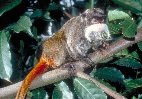 25 самых необычных животных в мире (25 фото)