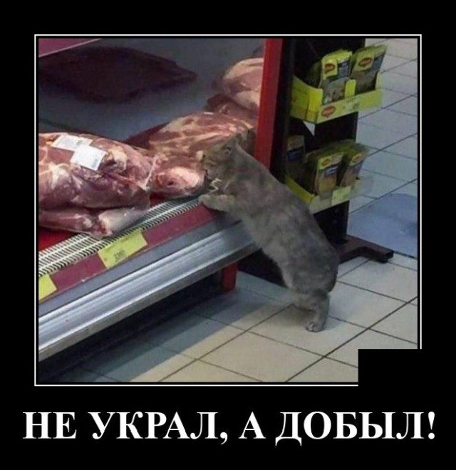 Смешные картинки в чёрной рамке для хорошего настроения! 