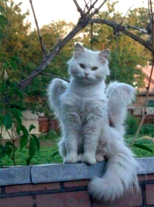 Юмор из интернета 608 позитив,смех,улыбки,юмор